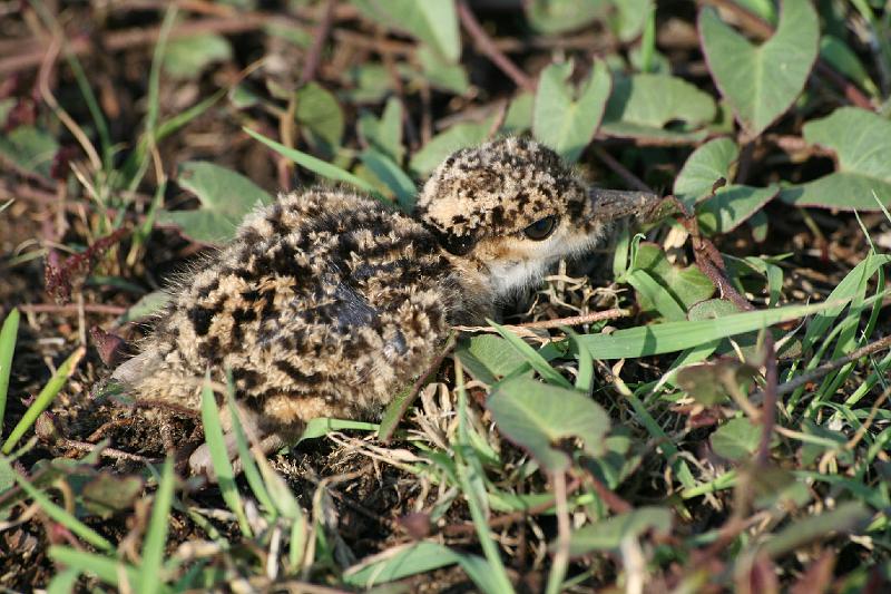 frieda 0681.jpg - Baba kiewiet.  Hy kamofleer so met die gras dat jy hom nie sommer sien nie!